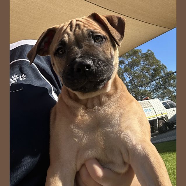 Photo of Sheba