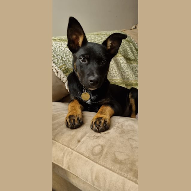 Photo of Inu