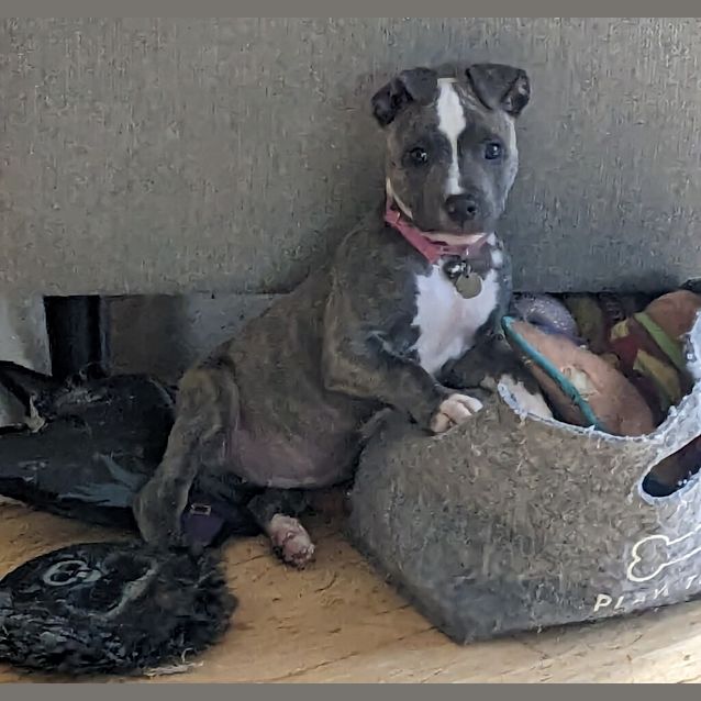 Photo of Pixie