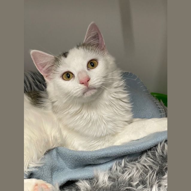 Photo of Willow