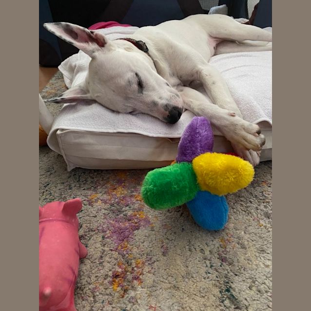 Photo of Maisey   10 Month Old Greyhound X