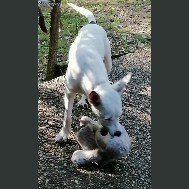 Photo of Maisey   10 Month Old Greyhound X