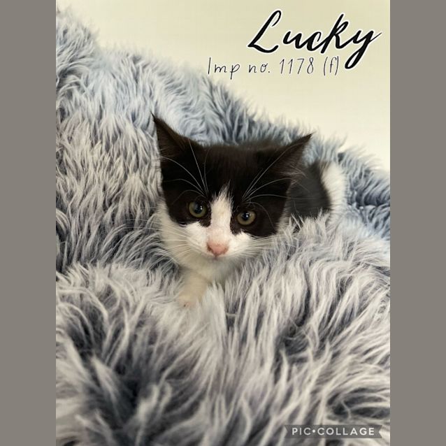 Photo of Lucky