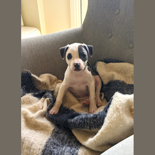 Photo of Romeo (Was Bowie)