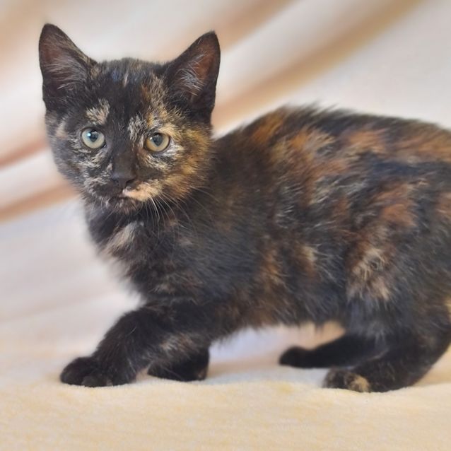 Photo of Pawdry Hepburn