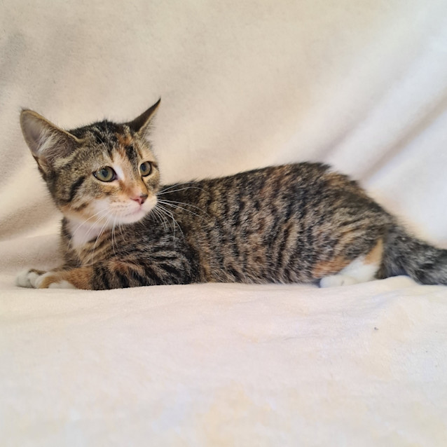 Photo of Oprah Whisker