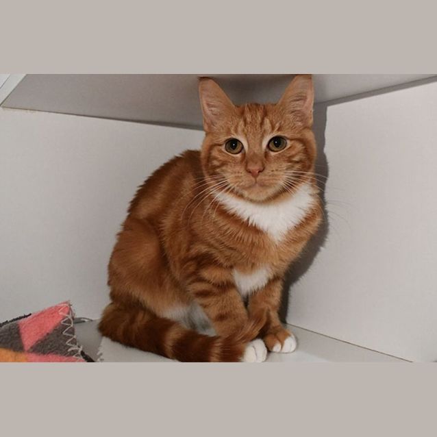 Photo of Pedro 10785