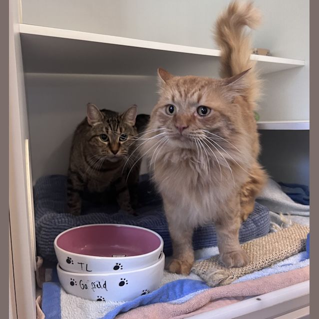 Photo of Garfield 