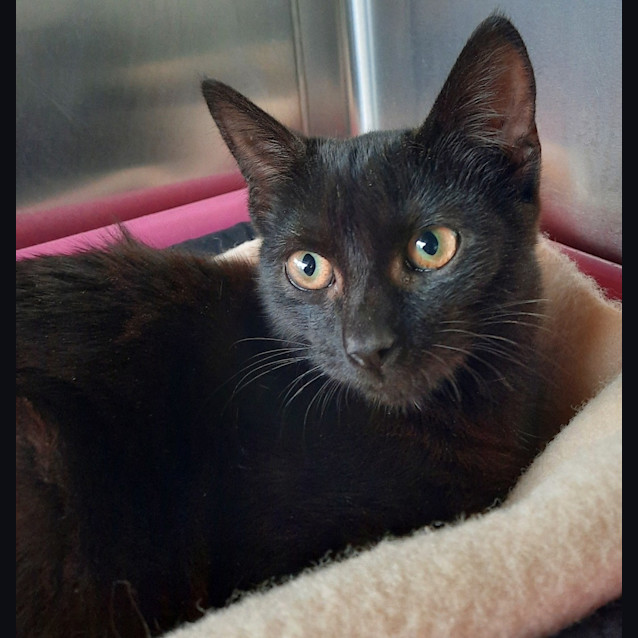 Photo of Midnight