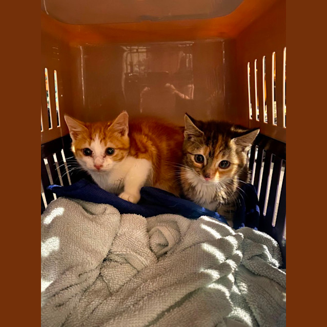 Photo of Mac Tavish **2nd Chance Cat Rescue**