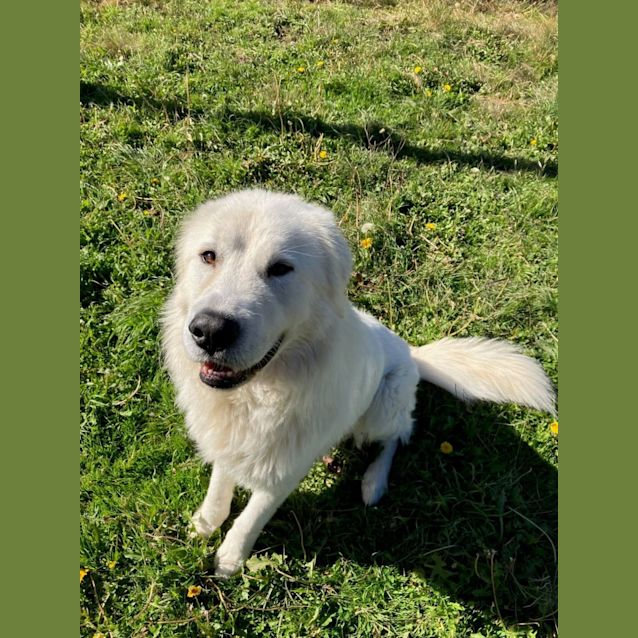 Photo of Sammy