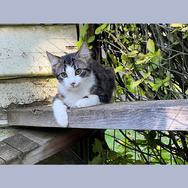 Photo of Plum Overton