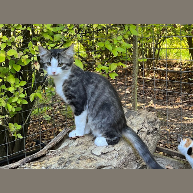 Photo of Plum Overton