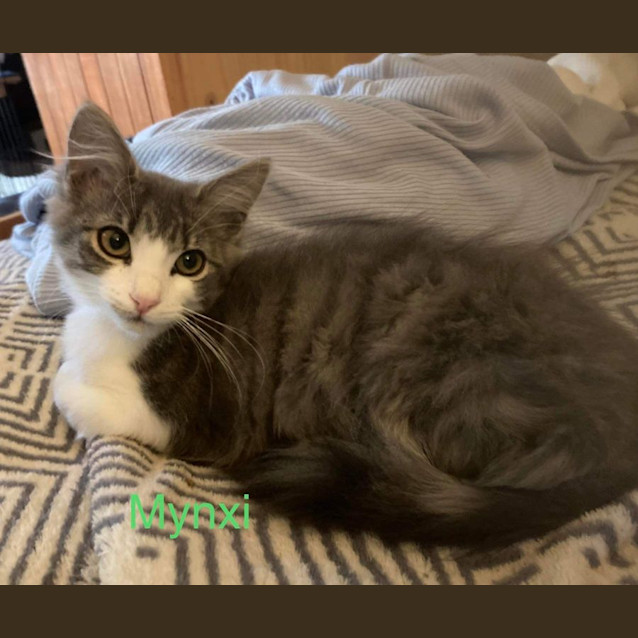Photo of Mynxi