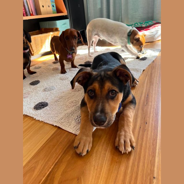 Photo of Taco   4 Month Old German Shepherd X (Trial)