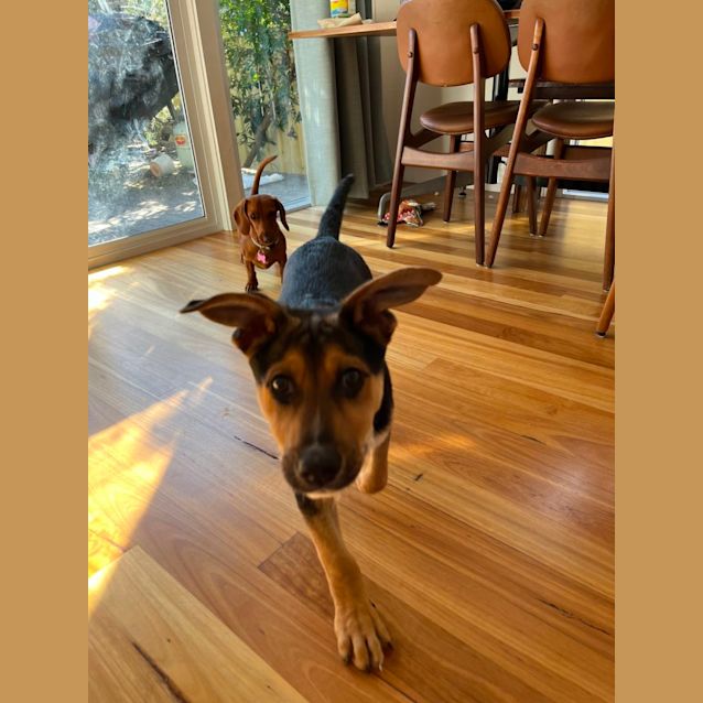 Photo of Taco   4 Month Old German Shepherd X (Trial)