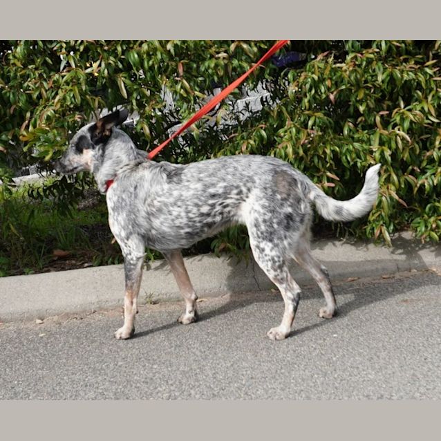 Photo of Dixie