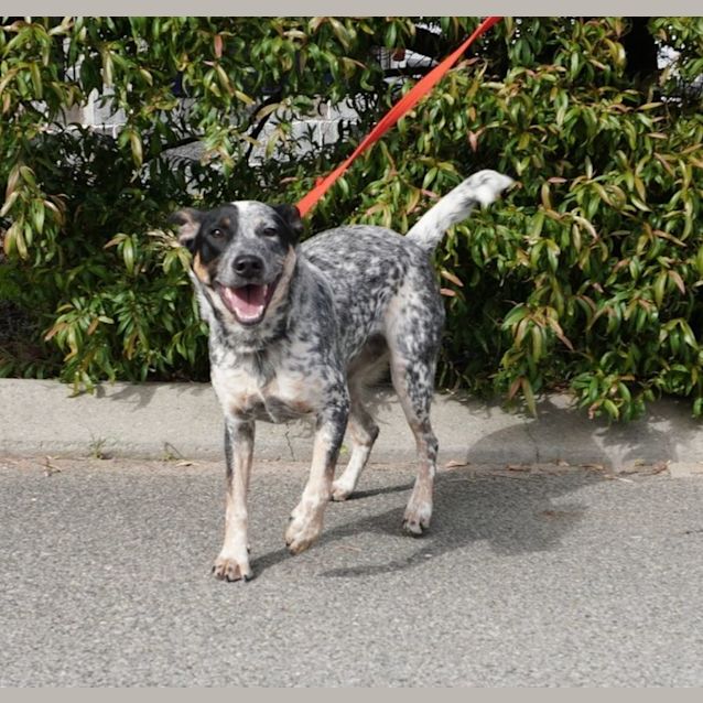 Photo of Dixie
