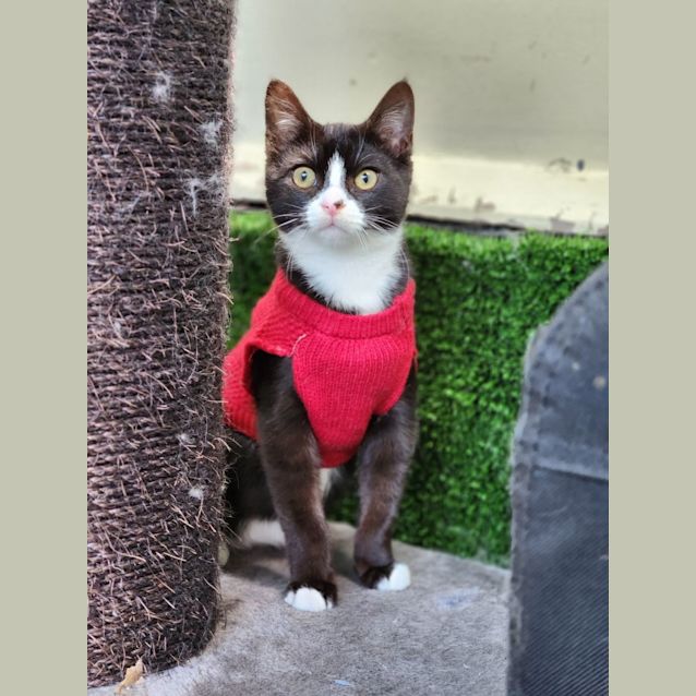 Photo of Billie Jean