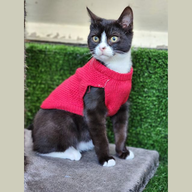 Photo of Billie Jean