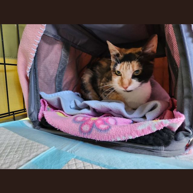 Photo of Princess Marble