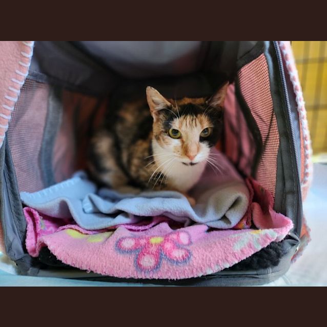 Photo of Princess Marble