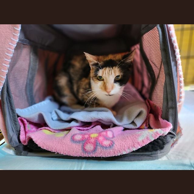 Photo of Princess Marble