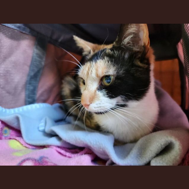 Photo of Princess Marble