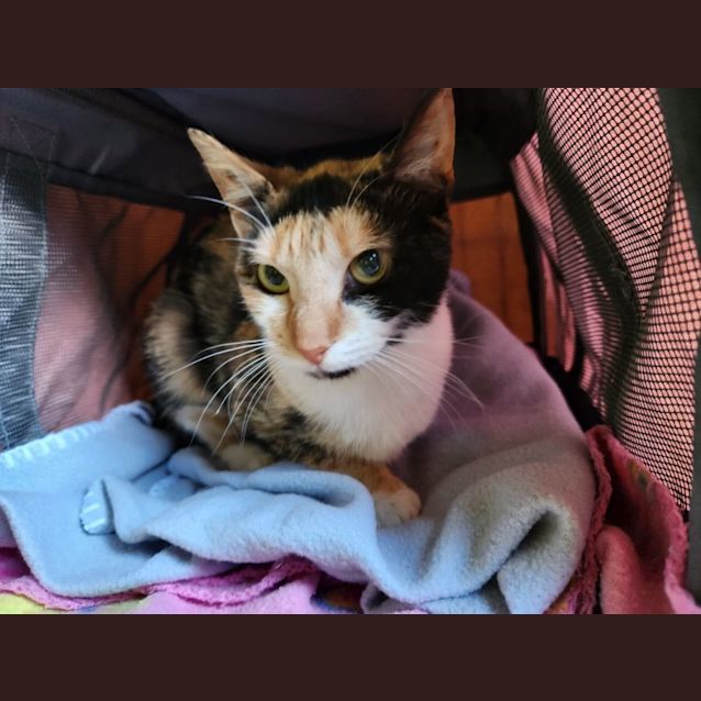 Photo of Princess Marble