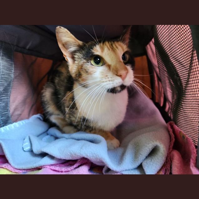 Photo of Princess Marble