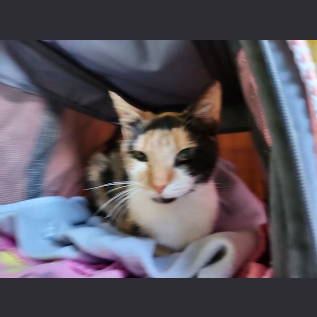 Photo of Princess Marble