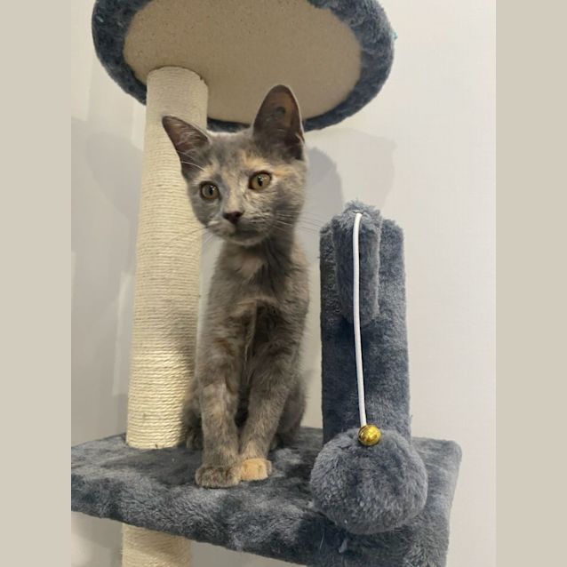 Photo of Smokey & Tiger 