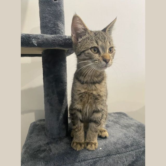 Photo of Smokey & Tiger 