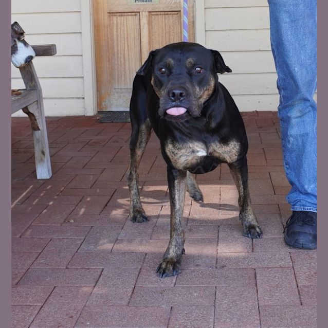 Photo of Maestro