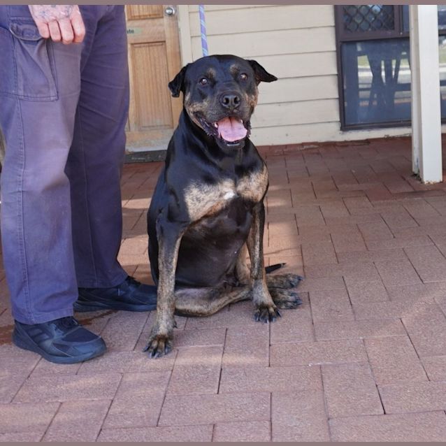Photo of Maestro