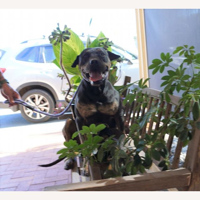 Photo of Maestro