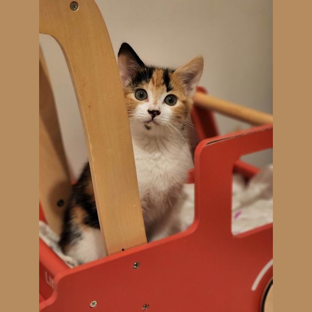 Photo of Daisy & Rosie 