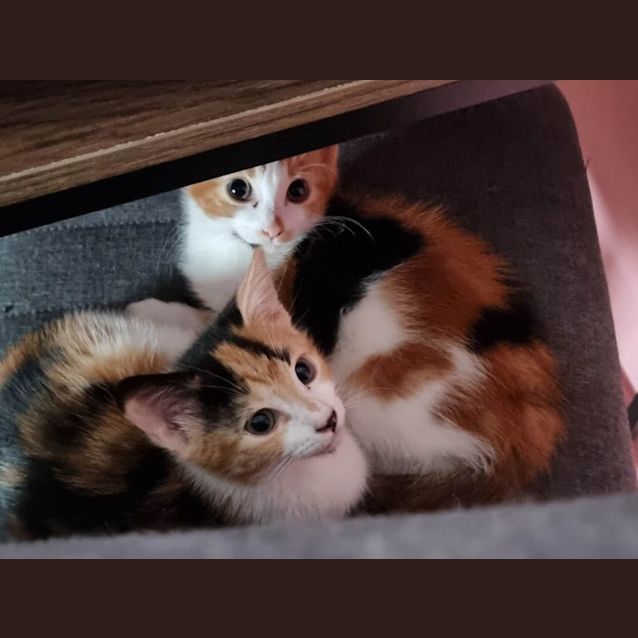 Photo of Daisy & Rosie 