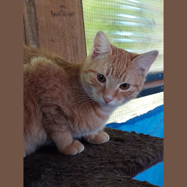 Photo of Garfield