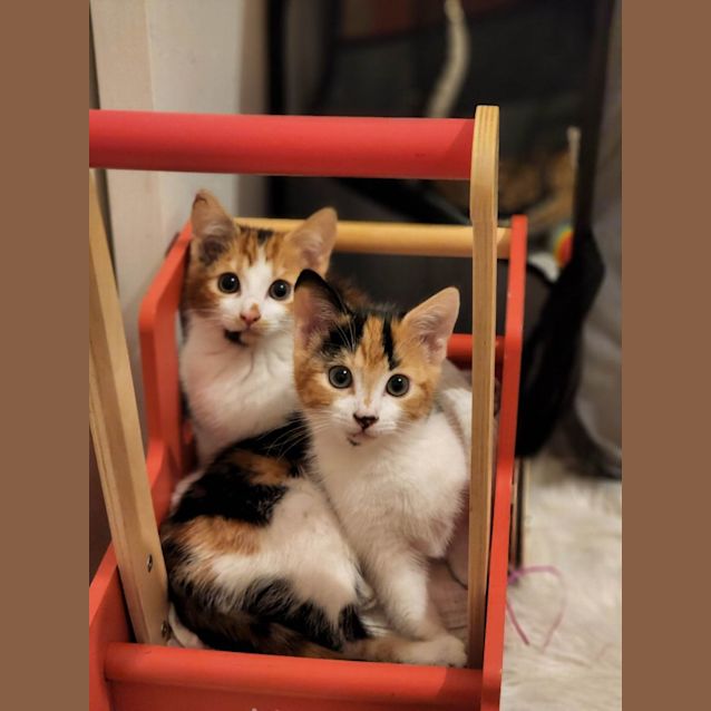 Photo of Daisy & Rosie 