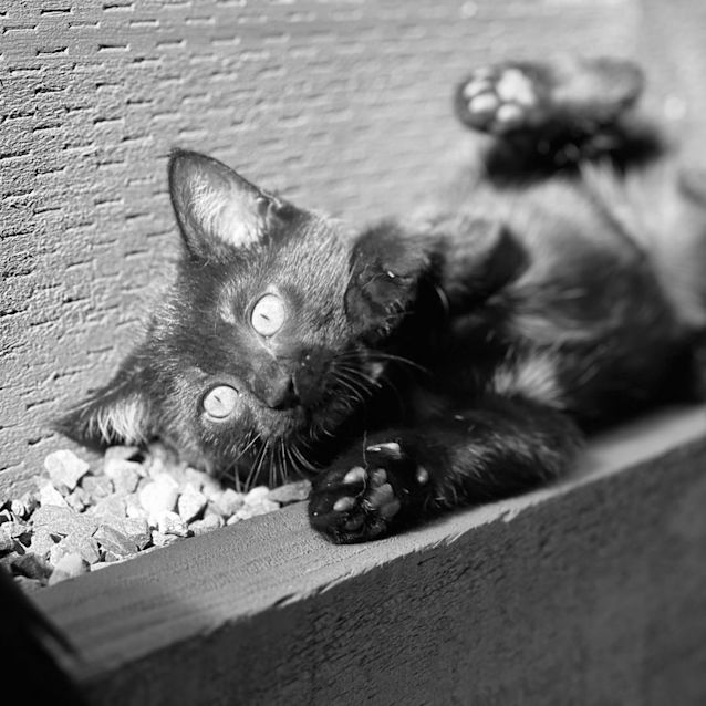 Photo of Hudson 🦭