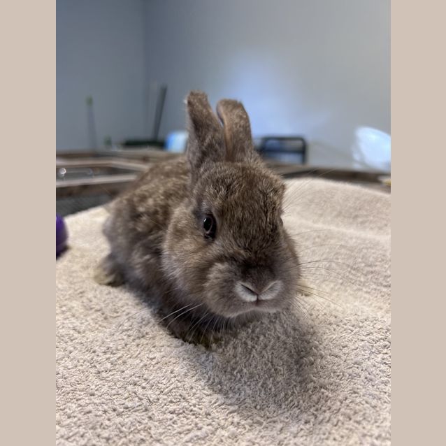 Photo of Butterball Brown