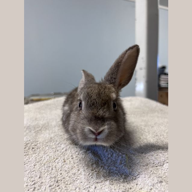 Photo of Slinky Malinki