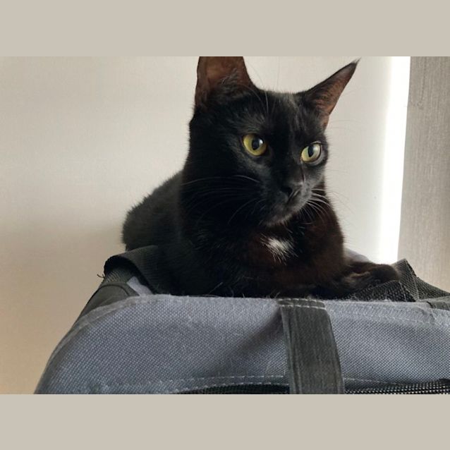 Photo of Inky And Mouse