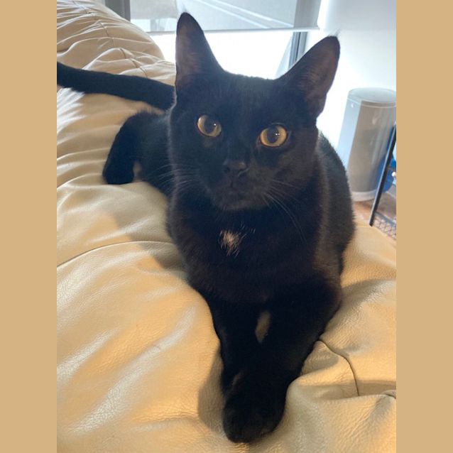 Photo of Inky And Mouse