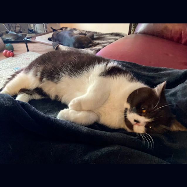Photo of Nala