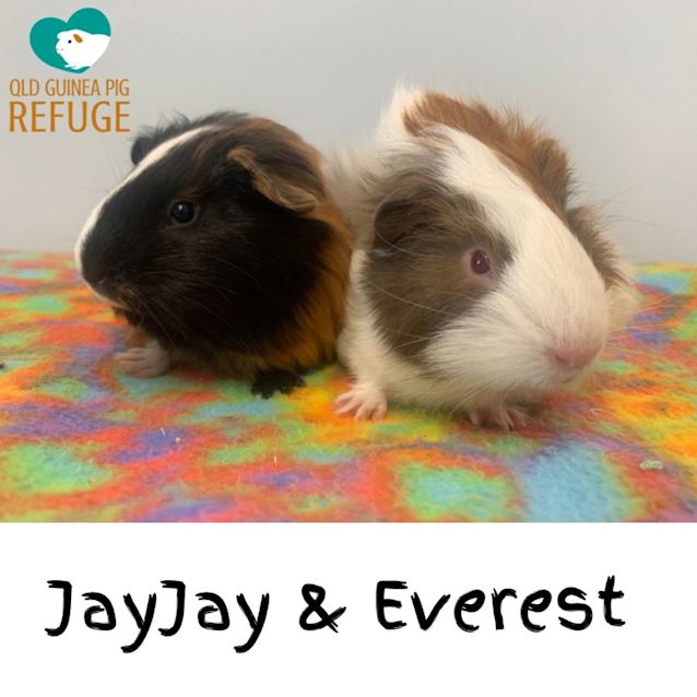 Photo of Jay Jay & Everest