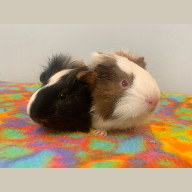 Photo of Jay Jay & Everest