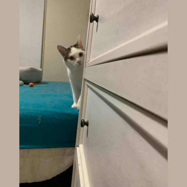 Photo of Speckles