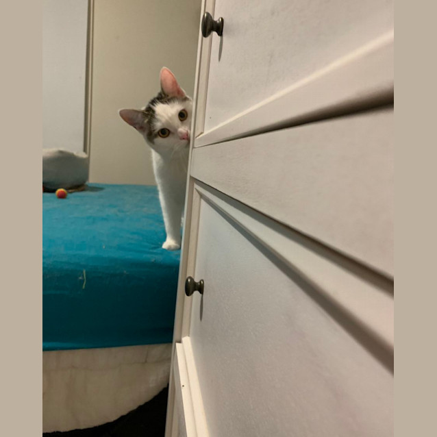 Photo of Speckles
